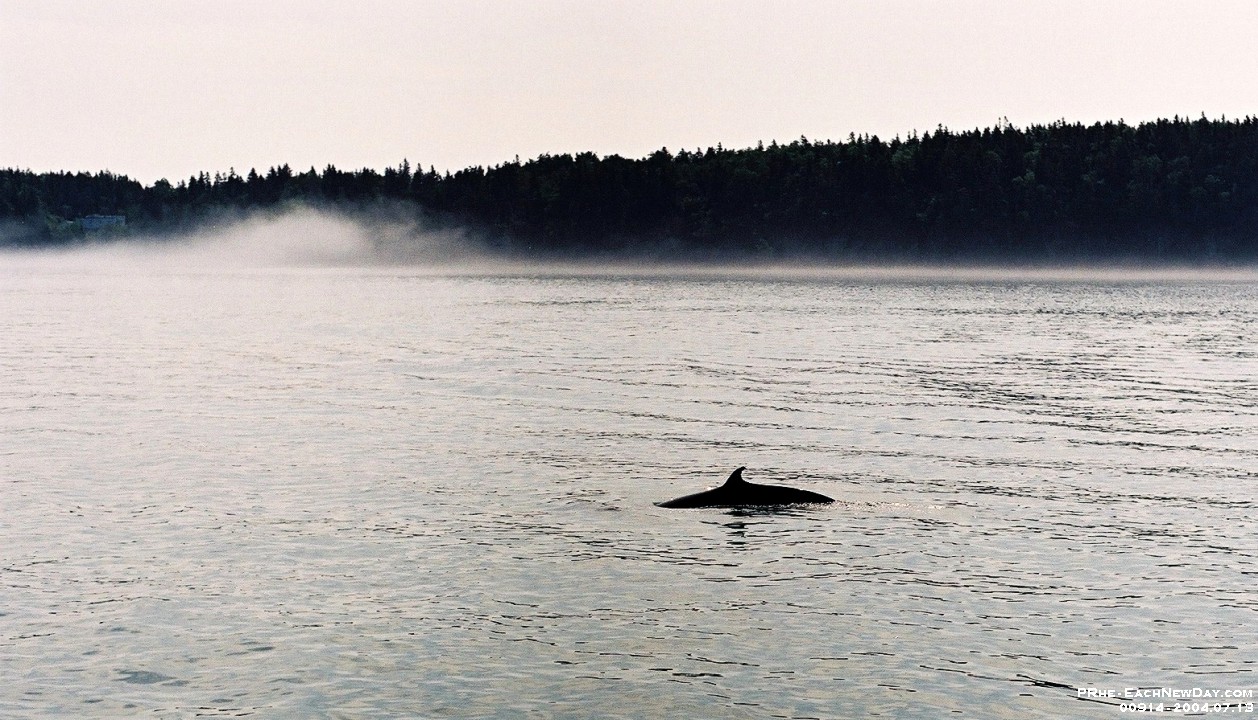 00914CrLe - Vacation 2004 - Whale watching, Minke Whale, St. Andrews, NB - M0008